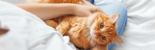 Living with pets after surgery – everything you need to know
